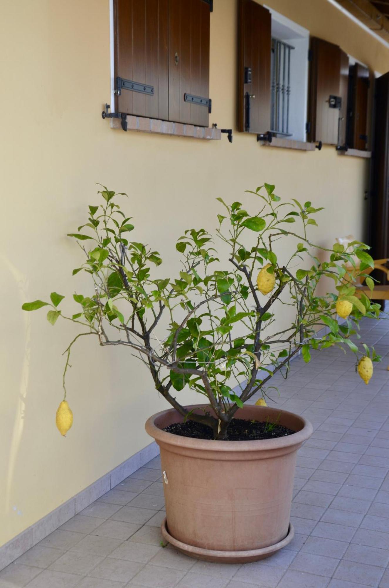Villa A Casa Di Amici Vidor Exterior foto